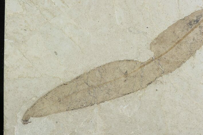 Fossil Williow (Salix) Leaf - Green River Formation, Utah #99764
